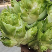 儿菜