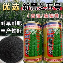 黑芝麻种子新黑芝五号高产高油耐旱耐倒黑白芝麻种子春夏芝麻