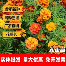孔雀草厂家货源批发价格全国发货价格便宜欢迎下单咨询