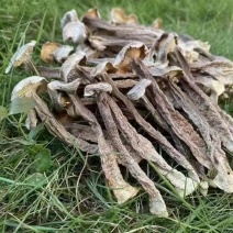 A级鹿茸菇，C级鹿茸菇，小嫩芽都有货，适合各种餐馆，零售