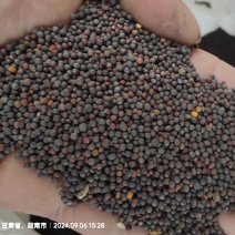 白菜型冬油菜籽3-5万斤***位合适了打电话联