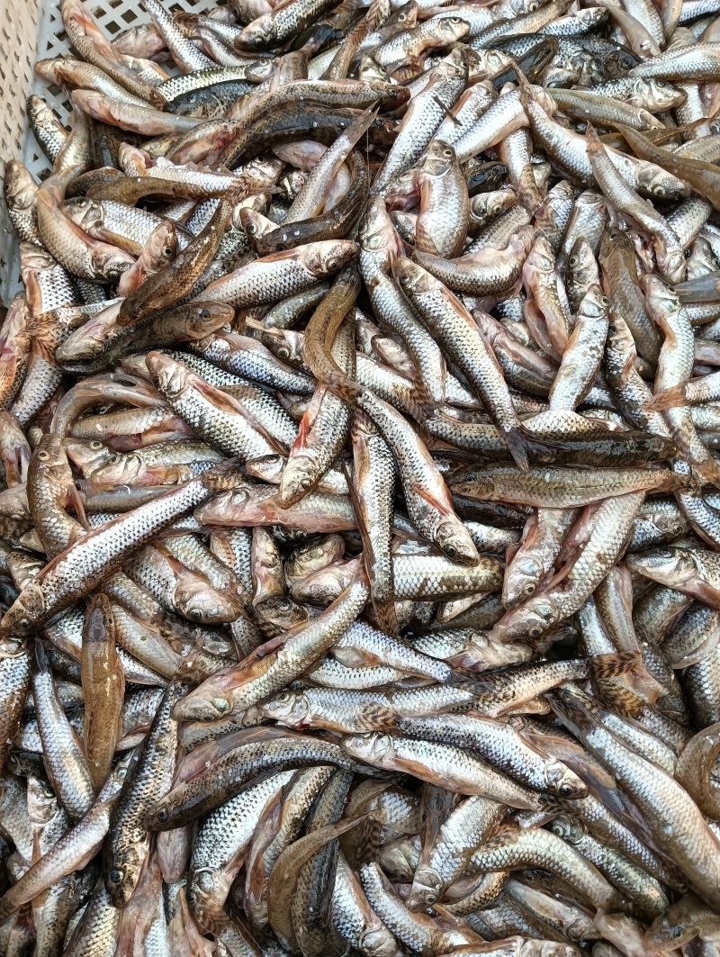 棒花鱼,新鲜速冻手工杀好的