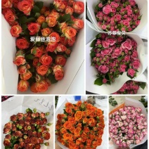 多头玫瑰，品种齐全，云南产地直发，全国发货，质量保证。