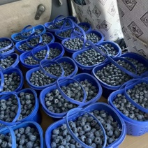 云南澄江花香蓝莓！量大从优自产自销假一赔三！