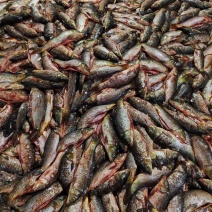 鲤鱼壳每天鲜杀特价鲤鱼壳畅销