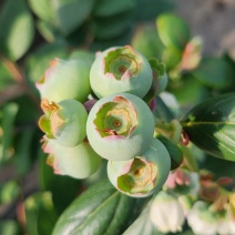 蓝莓