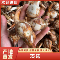 云南茨菇白慈菇主打便宜质量哈全国发货欢迎咨询来电