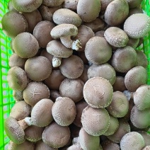鲜香菇！河北产地四季稳定供货，诚邀全国采购商洽谈合作
