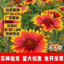 天人菊厂家货源批发价格全国发货价格便宜欢迎下单咨询