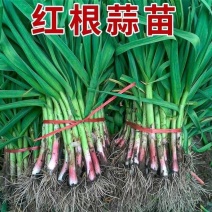 热销红根蒜苗产地看货论价保质保量欢迎订购量大从优