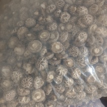 河南三门峡卢氏，干香菇，大量现货，欢迎咨询