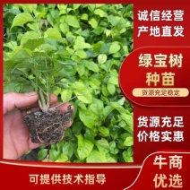 【精品】绿宝树苗可视频看货提供技术指导成活率高