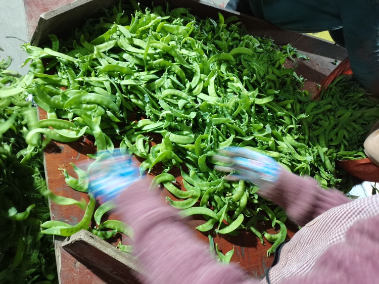 透析病人正在挑选荷兰豆