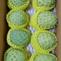 新鲜释迦，健康美味，**特惠！