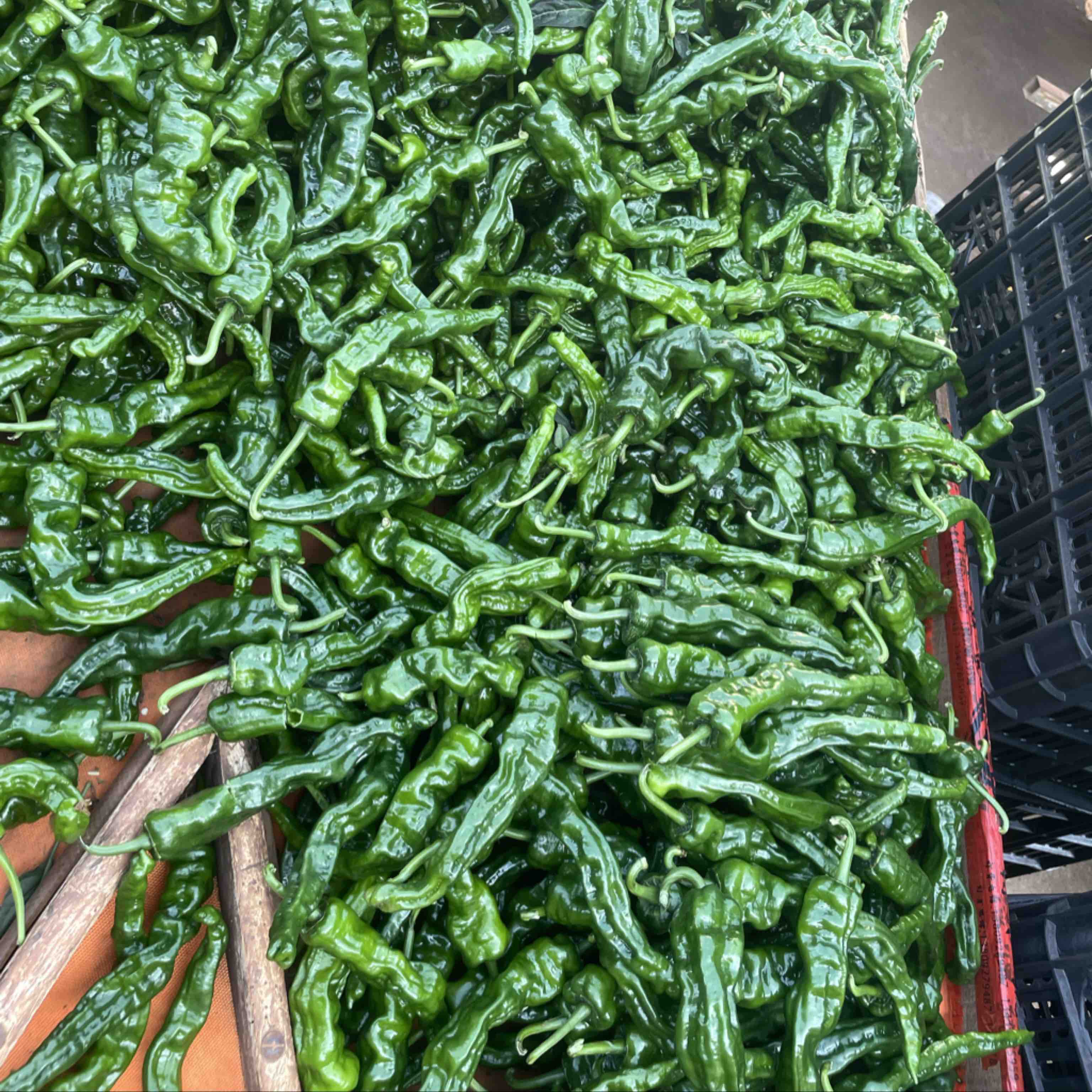 [皱皮椒批发]广东湛江徐闻县鲜辣椒 0.80元/斤精品小皱皮椒， _ 一亩田