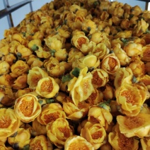 精品金花茶干花大量有货品质保证产地直发欢迎选购