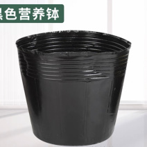 21×21营养钵，黑色加厚营养袋，一次性加厚育苗杯