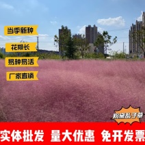 粉黛乱子草厂家货源批发价格全国发货价格便宜欢迎下单咨询