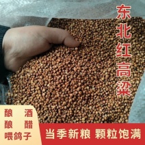 红高粱脱壳带皮酿酒酿醋喂鸽子鸽粮鸟食材料