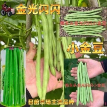 拖车头金光闪闪小金豆种子中早熟耐老化纤维少口感嫩基地四季