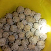 优质老品种核桃
