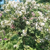 百日红花树