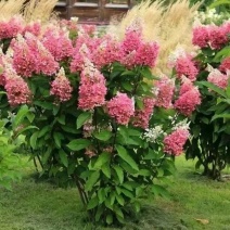 圆锥绣球木本耐寒耐热香草草莓石灰灯棒棒糖阳台绿植庭院地栽