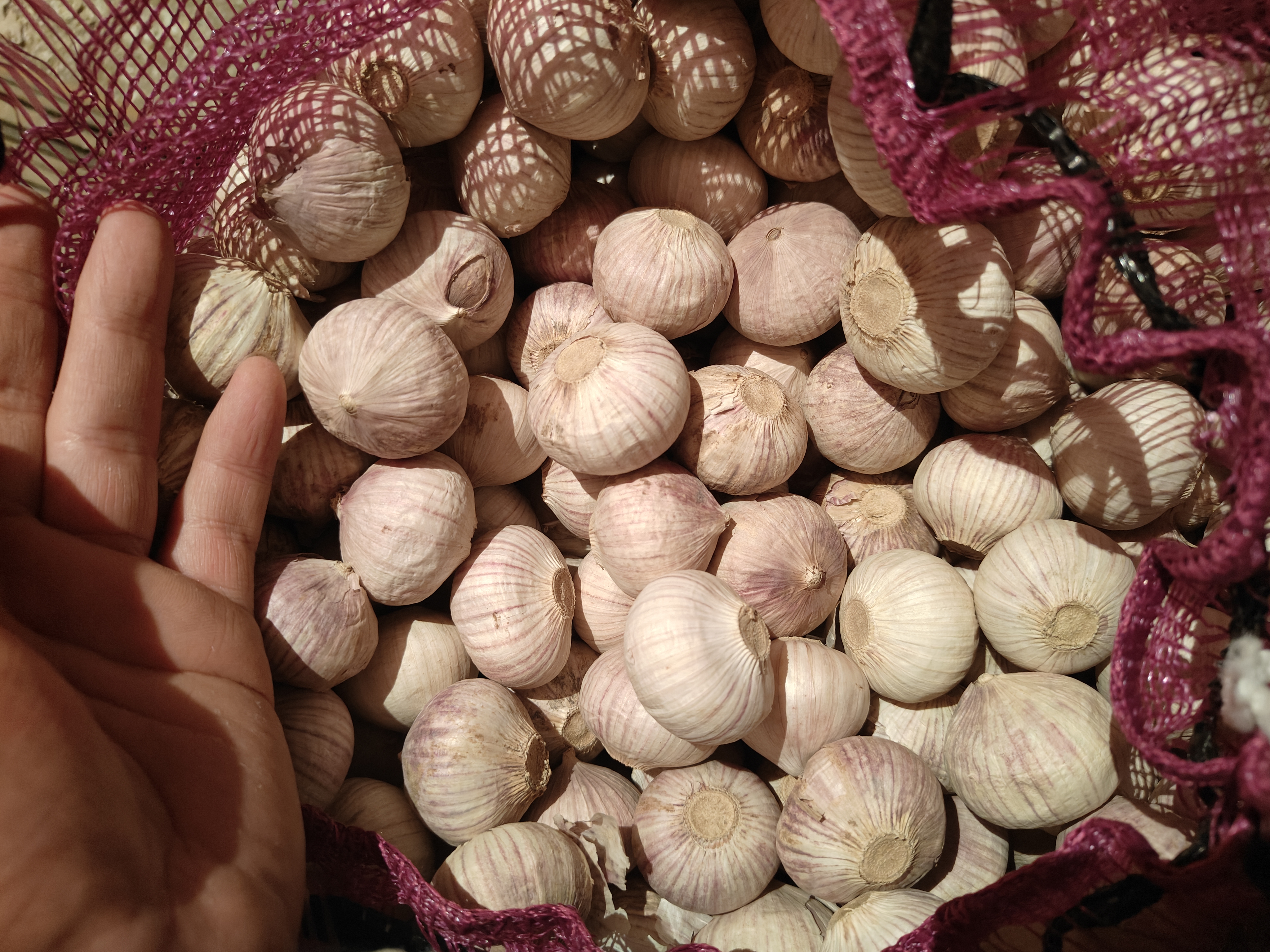 一排新鲜白蒜与已经完全变黑的大蒜并列摆放,展示颜色变化过程,背景为厨房台面,光线柔和,突出对比效果 大蒜从白色变为黑色的过程特写