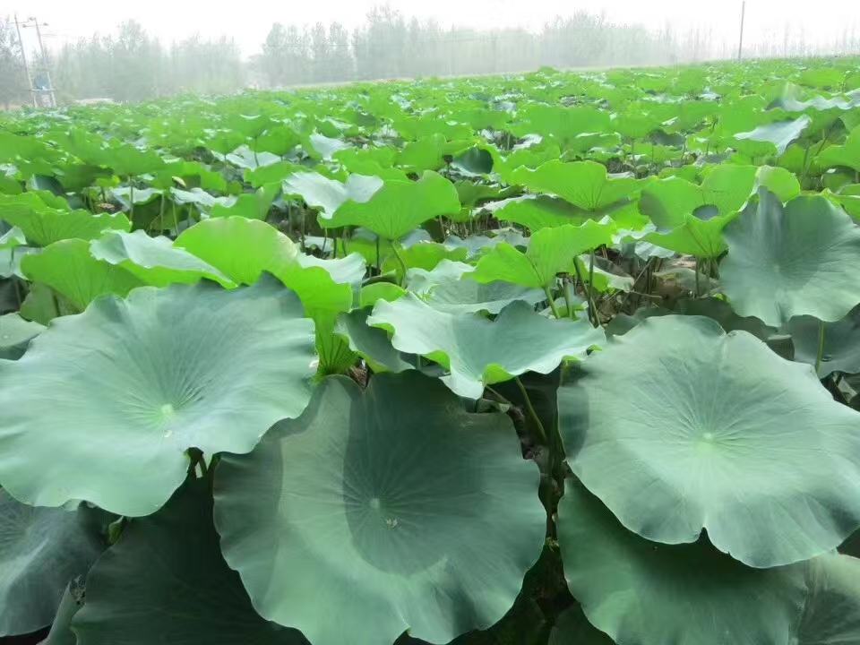 野生白莲藕在自然环境中的生长状态