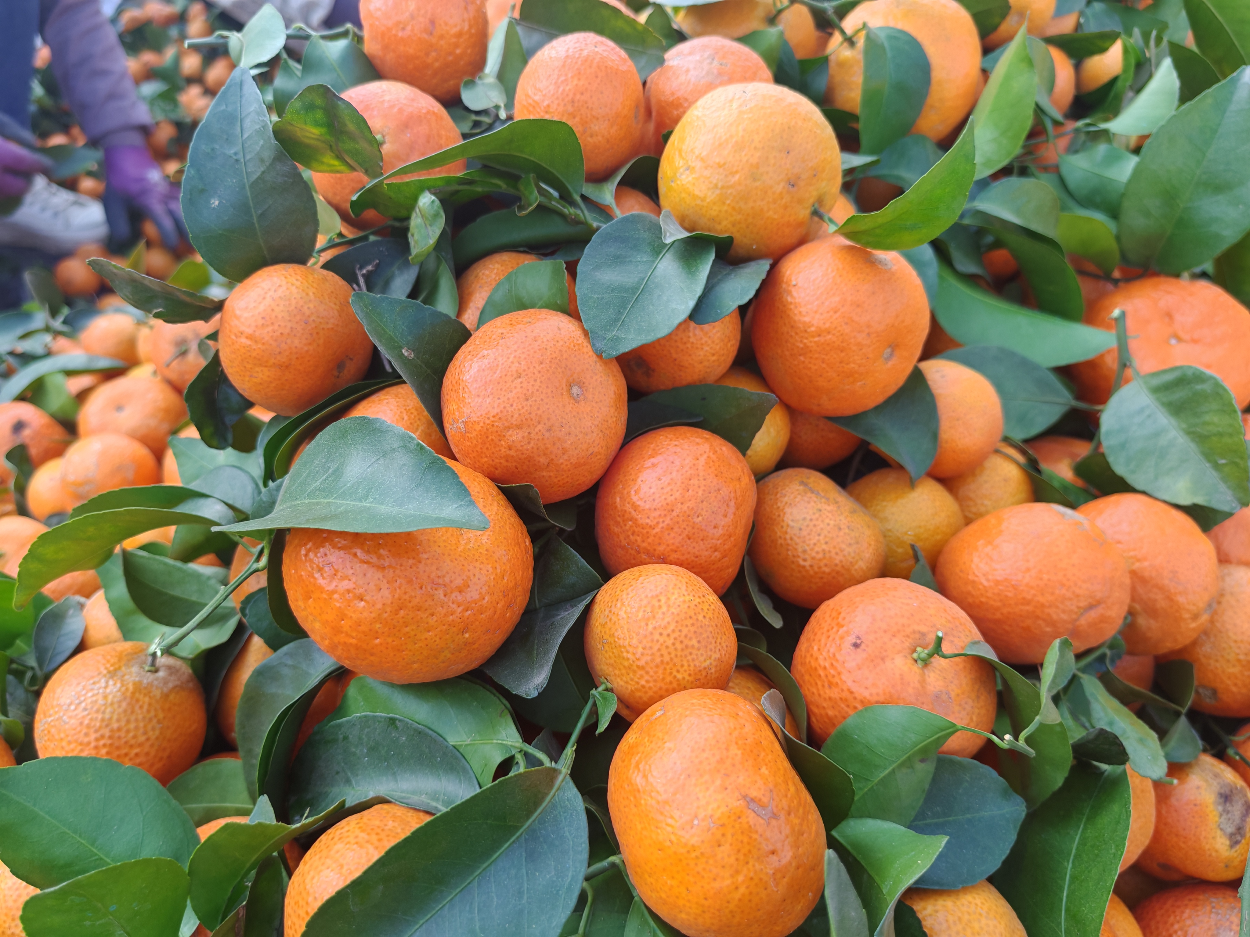 沙糖桔树在低温下的冻害表现