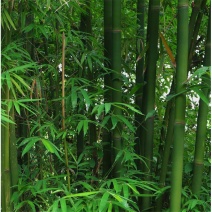 竹子竹苗自竹四季常青青竹绿化庭院大竹子树苗耐寒室外风景竹