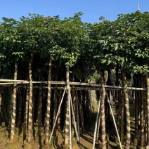 秋枫3-18分，各种规格，大量低价出售