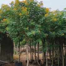 黄槐3-10分，各种规格，大量低价出售