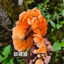 野生硫磺菌，春季开采，需要的提前预定