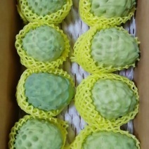 释迦