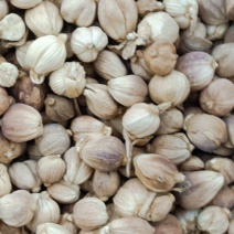 白豆寇实物拍摄无美颜，各种香料批发可代加工打粉压片做丸