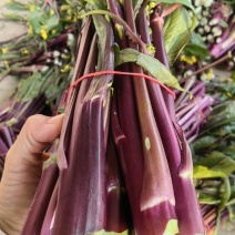 红菜苔产地一手货源支持视频看货看货论价保质保量