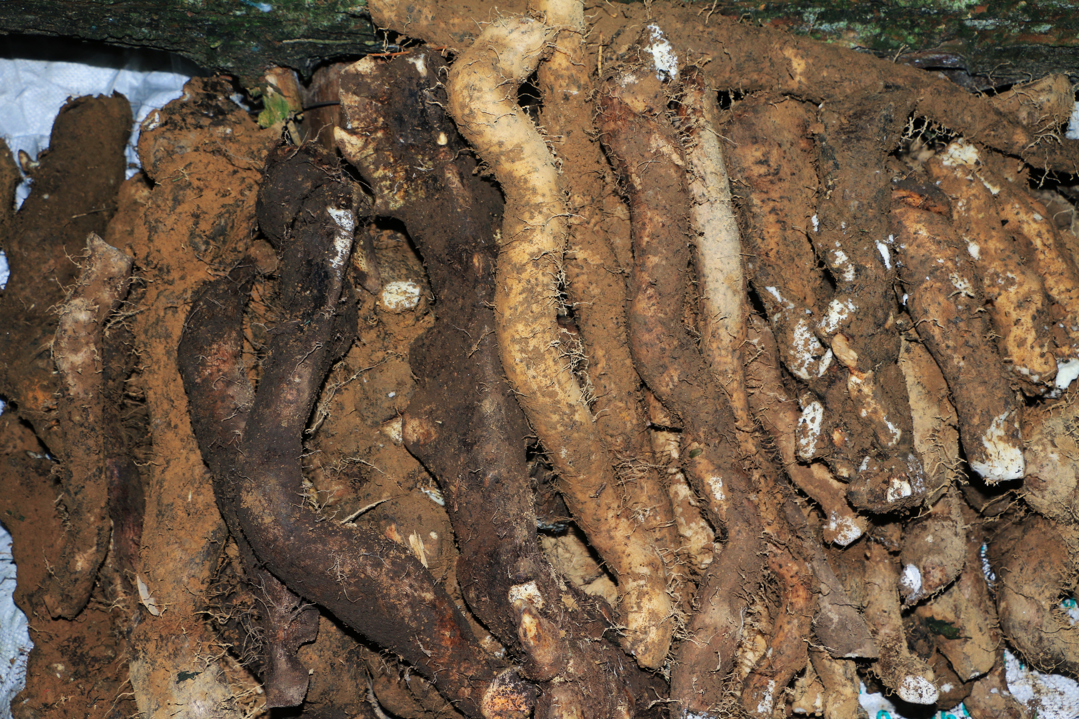 铁棍淮山药深加工产品展示