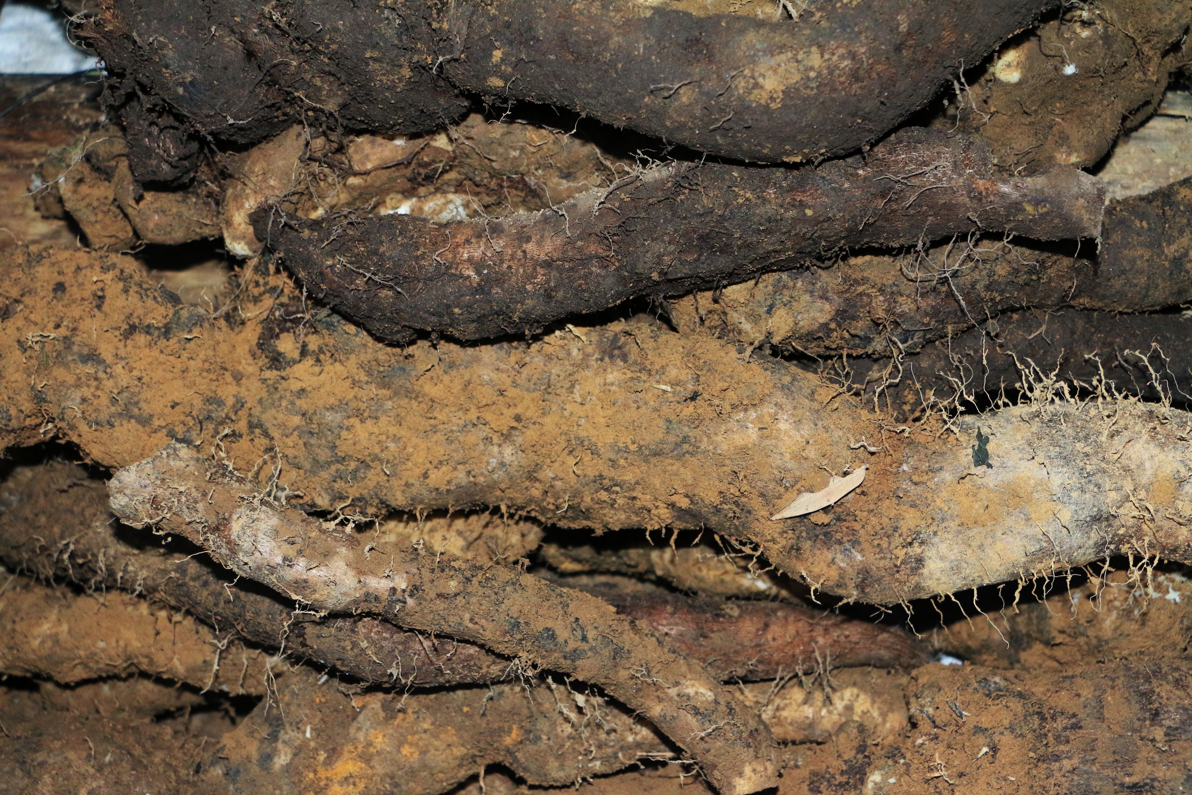 新鲜采挖的淮山药与普通菜用山药并列摆放,左侧为断面洁白、质地密实的淮山药,右侧为水分较多、质地较松的普通山药,背景为田园土壤环境 淮山药与普通山药对比图