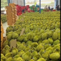 金枕榴莲，一手货源产地批发坏果包赔包售后包邮