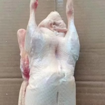全鸭