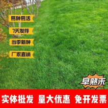 早熟禾厂家货源批发价格全国发货价格便宜欢迎下单咨询