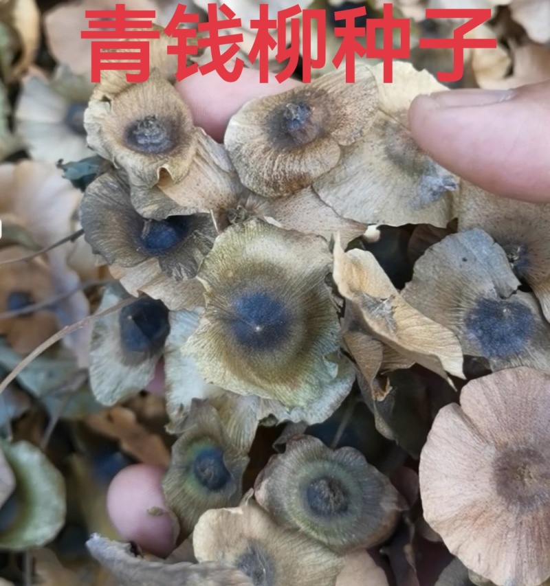 正品正牌青钱柳种子金钱柳种子摇钱树中药材种子工艺品种子