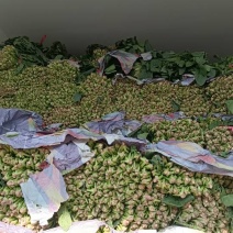 菠菜