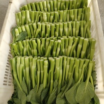 广东菜心