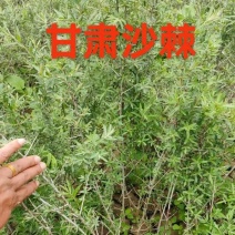 沙棘大量批发30公分40公分50公分60公分以上