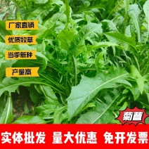 大叶菊苣猪牛鱼鸡鸭鹅兔子爱吃养殖四季牧草多年生农家牧草