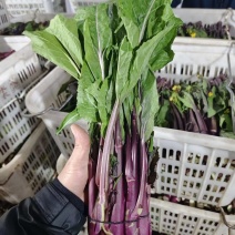 精品红菜苔，湖北菜苔，对接超市电商市场