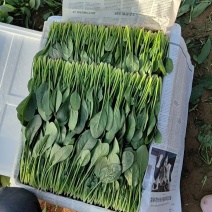 精品奶油菠菜，无黄叶，无虫眼，叶厚。质量**好。