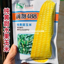 纯黄甜玉米种子超甜闽甜488水果玉米种籽高产早熟大棒特甜